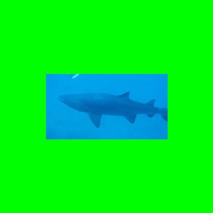 Dive NC 4-Jul-09_594 Shark-3.jpg